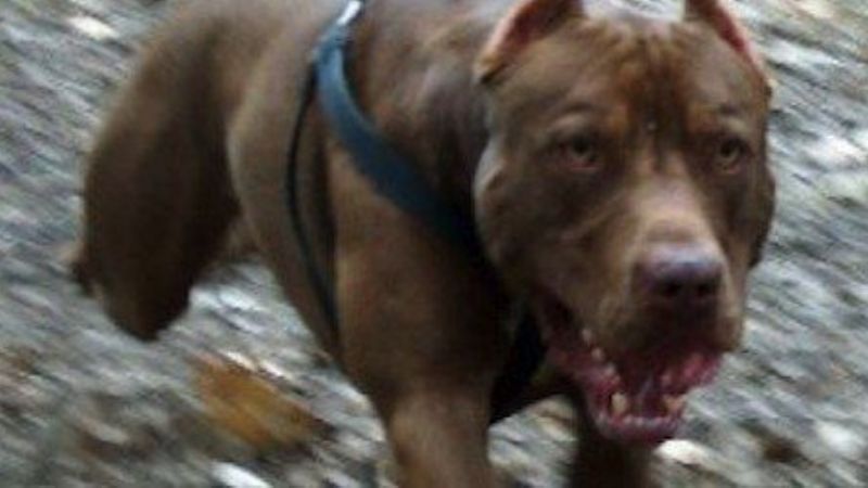 Policías auxilian a una adolescente mordida por un perro