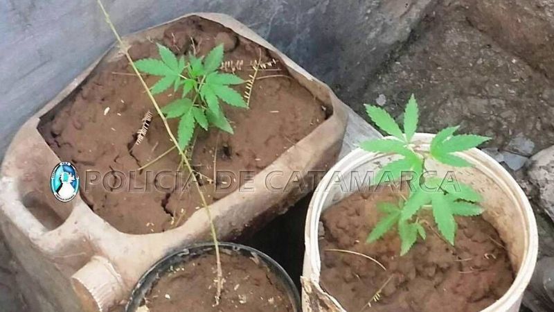 Secuestran plantines de marihuana en Recreo