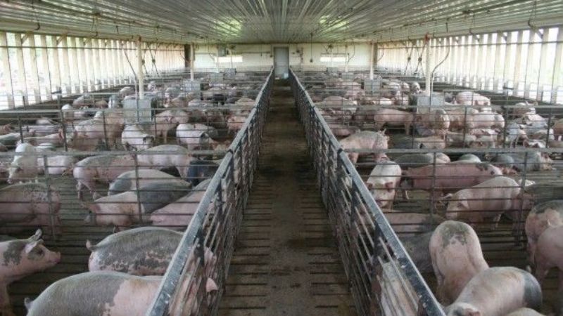 Videoconferencia sobre genética y crianza de porcinos