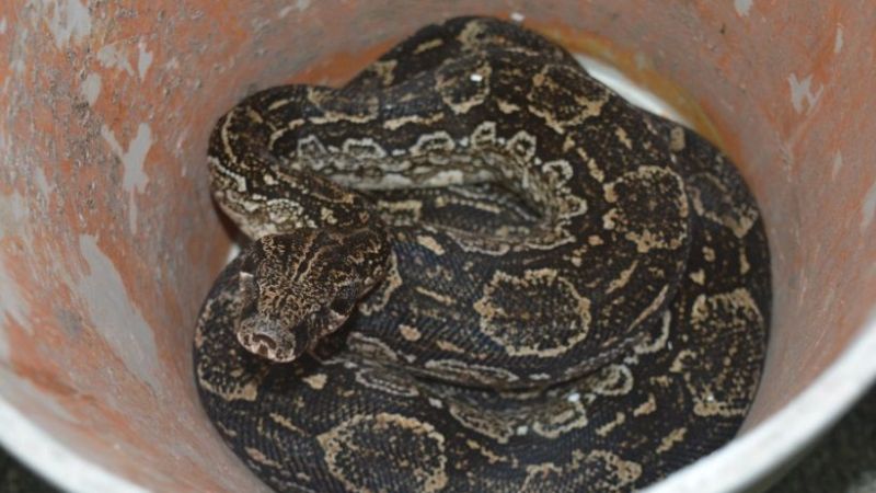 Reinserción de Lampalagua a la fauna silvestre