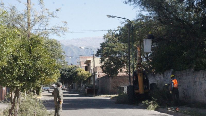 Trabajos de poda en la ciudad