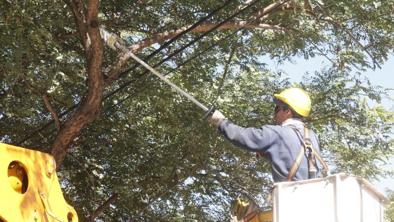 Trabajos de poda en la ciudad