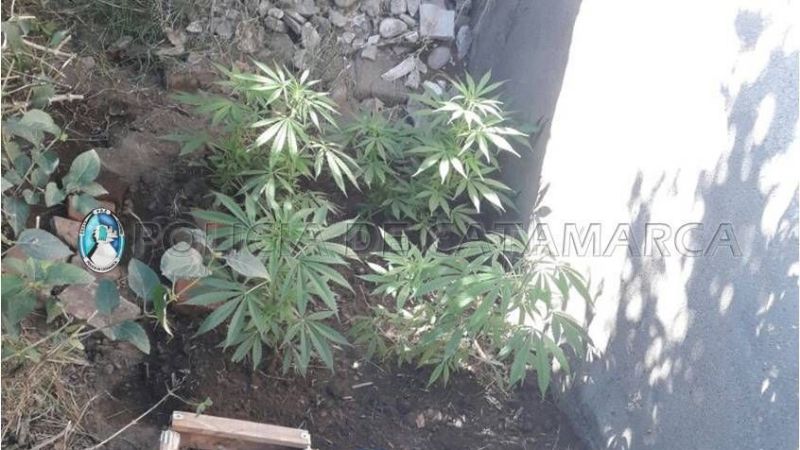 Allanaron una casa por un robo, y encontraron marihuana