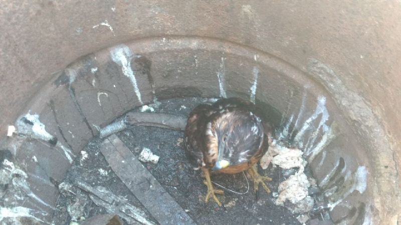 Rescatan un halcón de pocas semanas de vida