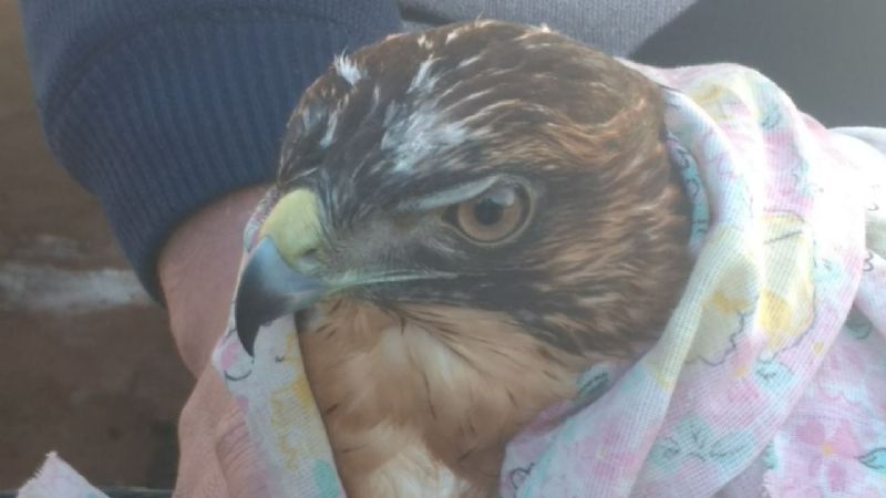 Rescatan un halcón de pocas semanas de vida