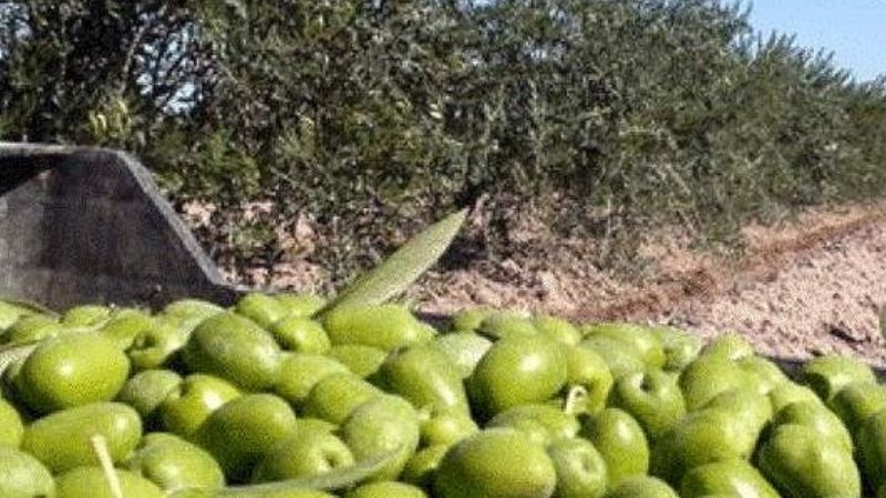 Olivícolas y tabacaleros, afectados por la caída de las exportaciones