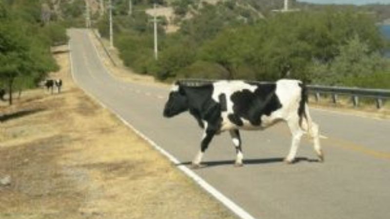 Secuestran una vaca en la Ruta