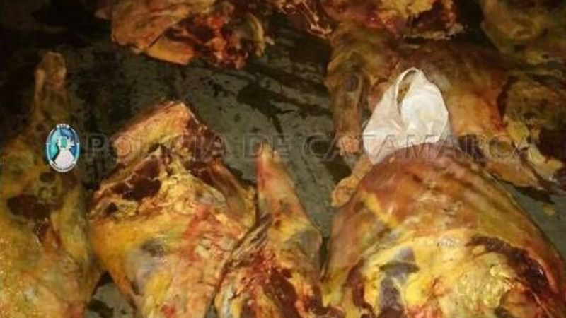 Secuestran una vaca y un novillo faenados en Ambato