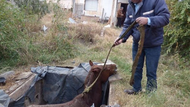 Rescatan a un caballo que cayó a un pozo