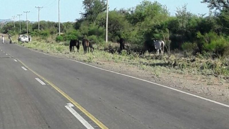 Secuestran más animales sueltos en la ruta