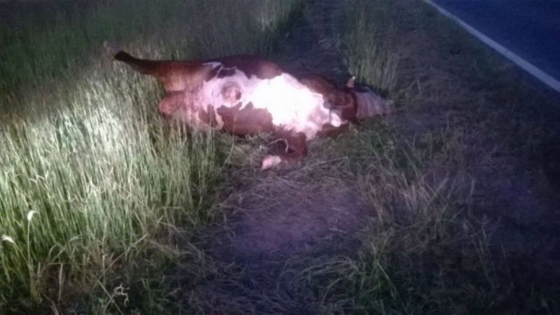 Motociclista chocó contra un animal en Balcozna
