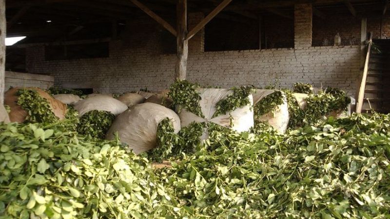 Por las lluvias, se perdería 40% de la producción de yerba mate