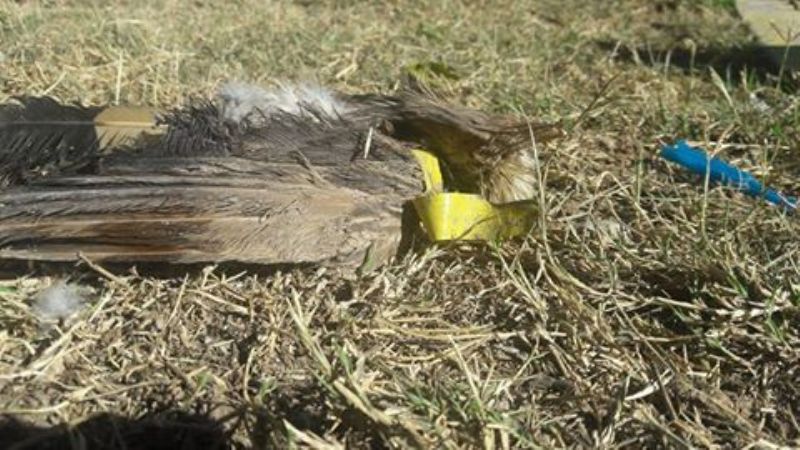 Denuncian tortura y muerte de pájaros