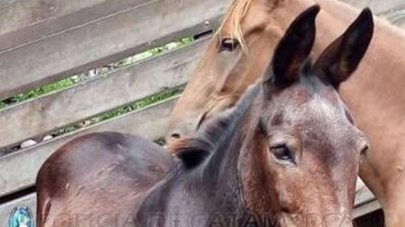 Secuestran animales sueltos en La Chacarita