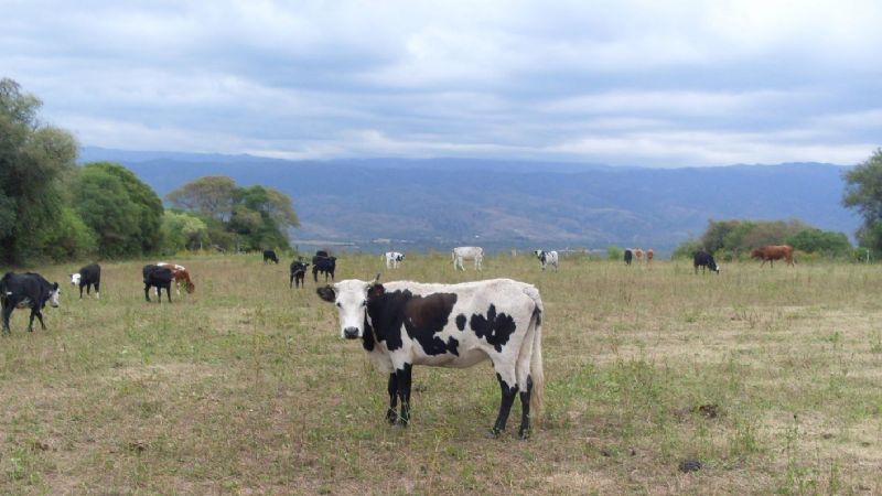 Jornada Ganadera Bovina
