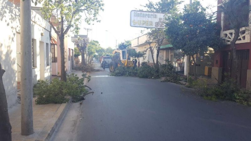Trabajos de poda en el casco urbano