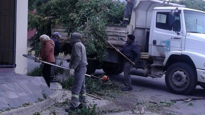 Trabajos de poda en el casco urbano