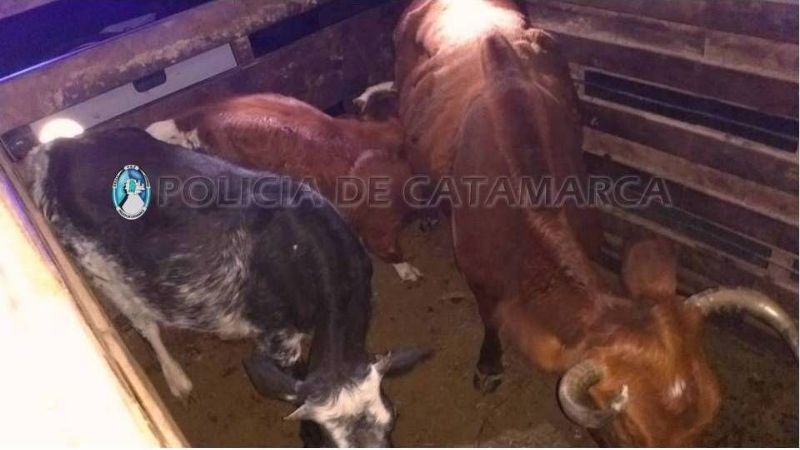Secuestran animales en La Paz