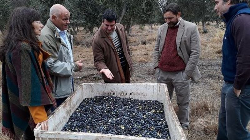 Funcionario nacional recorrió emprendimientos olivícolas