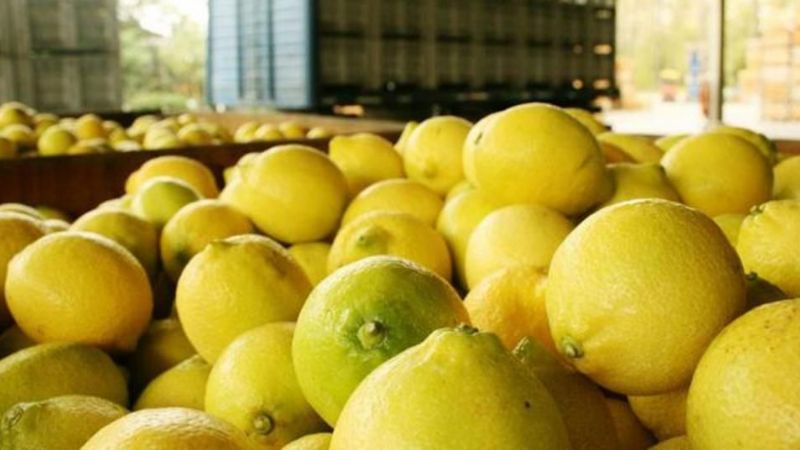Primera exportación de limones a Brasil