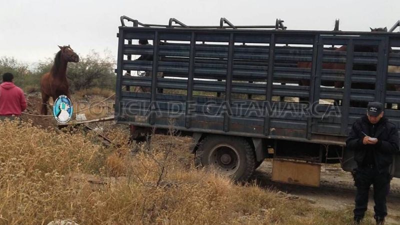 Secuestran 4 caballos