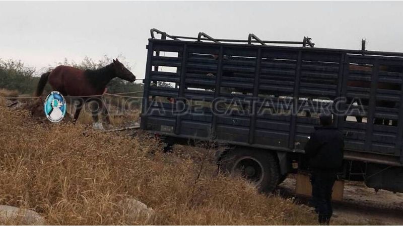 Secuestran 4 caballos