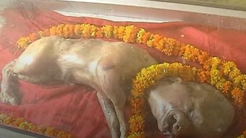 Conmoción en India por una vaca que nació con "cabeza humana"