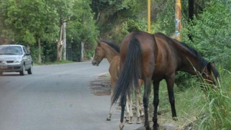 Secuestran animales sueltos en el Norte de la Capital