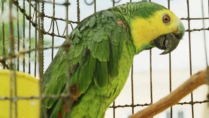 Dos vecinos solucionaron sus diferencias, matándose mutuamente las mascotas