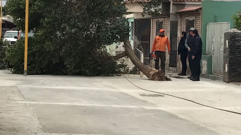 Defensa Civil despejó árbol de gran tamaño que cayó por el viento