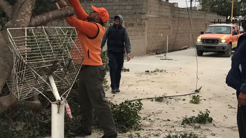 Defensa Civil despejó árbol de gran tamaño que cayó por el viento