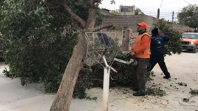 Defensa Civil despejó árbol de gran tamaño que cayó por el viento