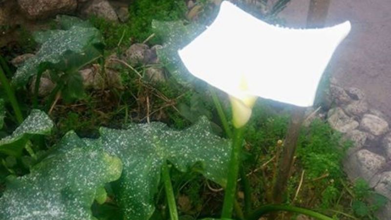 El Rodeo amaneció blanco