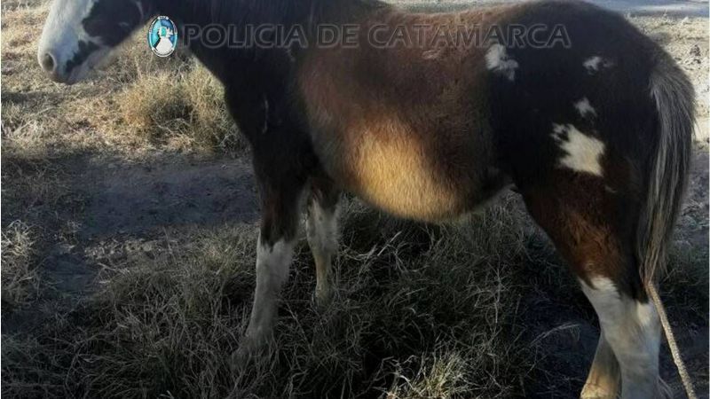 Recuperan un potrillo robado