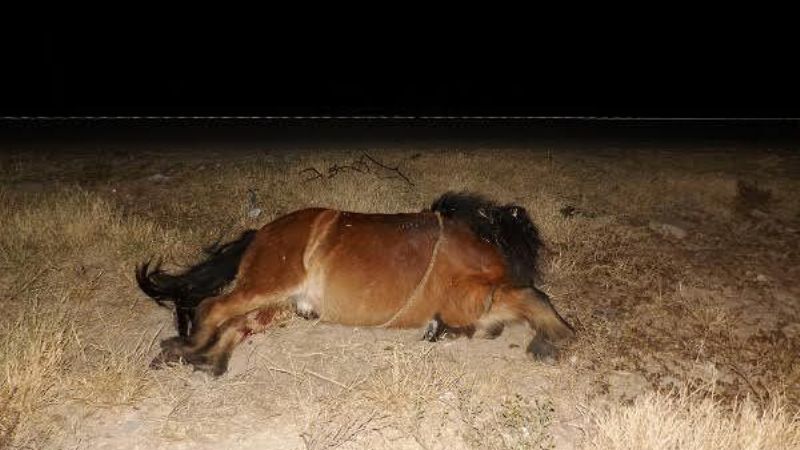Nuevo accidente vial causado por animales sueltos