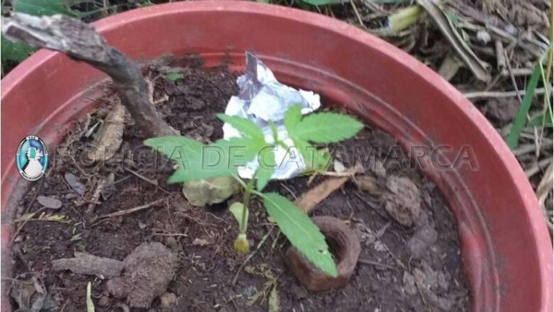 Secuestran 7 plantines de marihuana