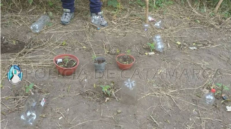 Secuestran 7 plantines de marihuana