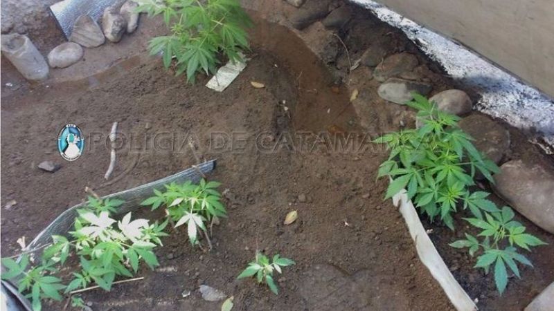 Esclarecen un robo y secuestran plantines de marihuana