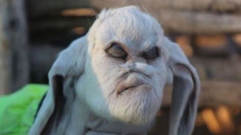 Insólito: nació en San Luis un cabrito con cara de humano