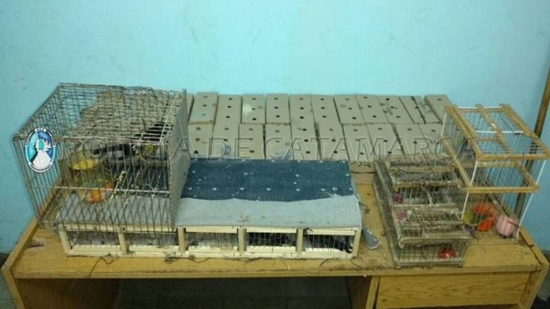 Secuestran gran cantidad de aves