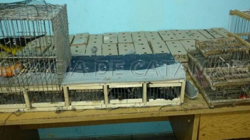Secuestran gran cantidad de aves
