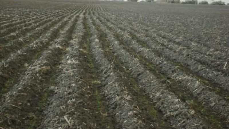 El campo lamenta pérdidas por el frío