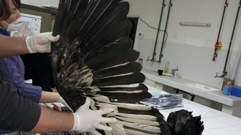 El cóndor encontrado sin vida estaba deteriorado