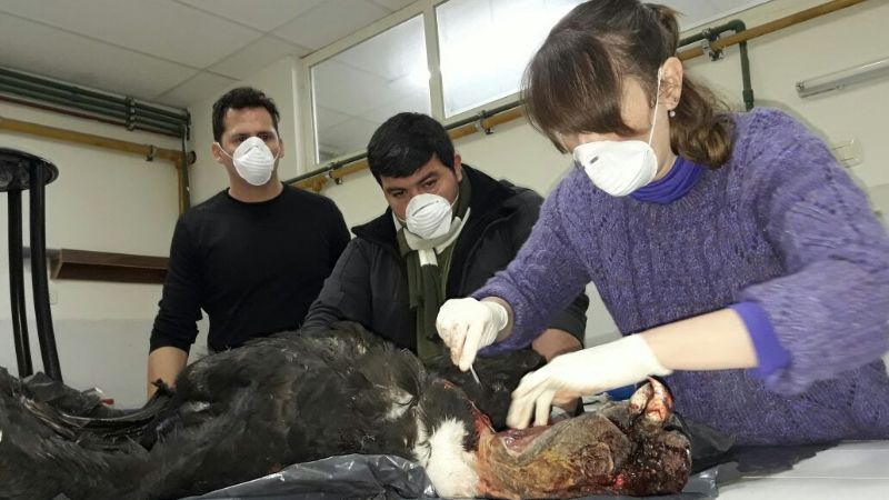 El cóndor encontrado sin vida estaba deteriorado