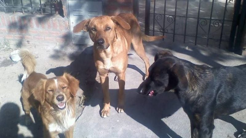 27 de julio: Día Internacional del Perro Callejero