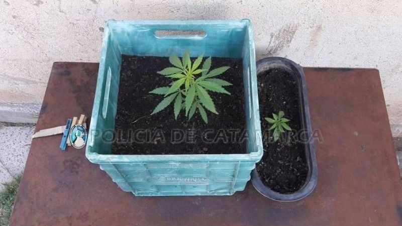 Persecución terminó con el secuestro de plantines de marihuana
