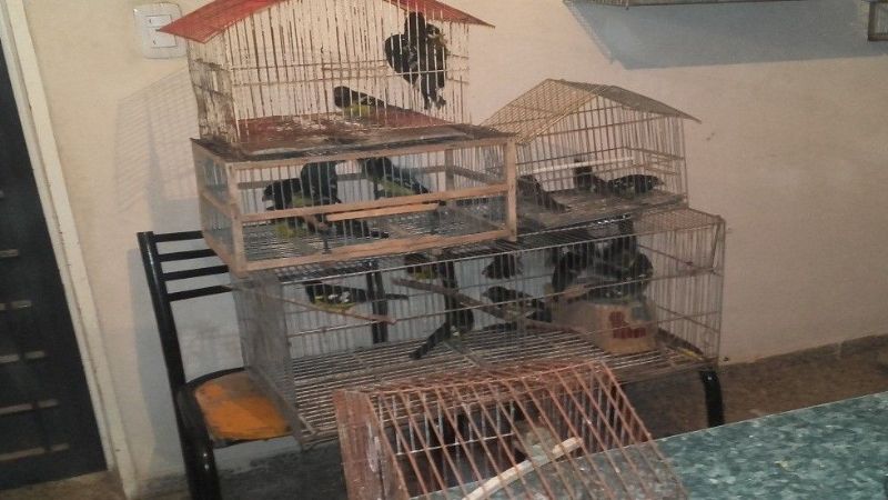 Secuestro y liberación de aves