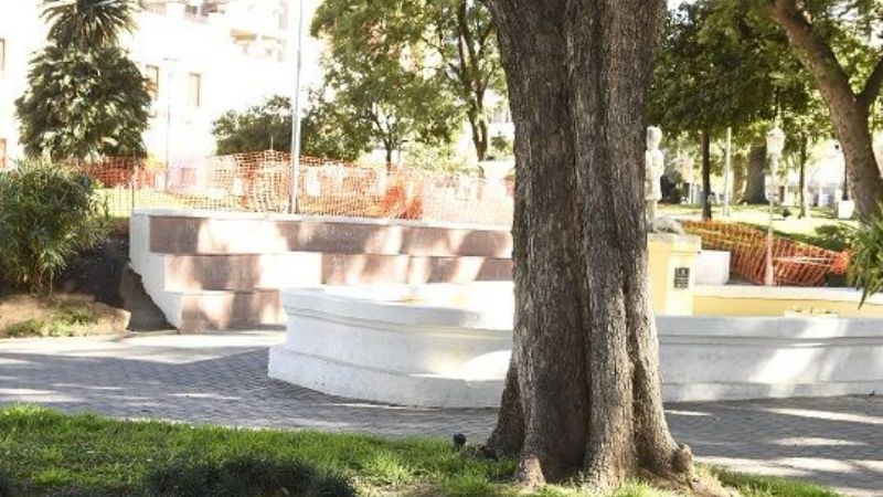Realizan mantenimiento a un gran árbol de la plaza 25 de Mayo