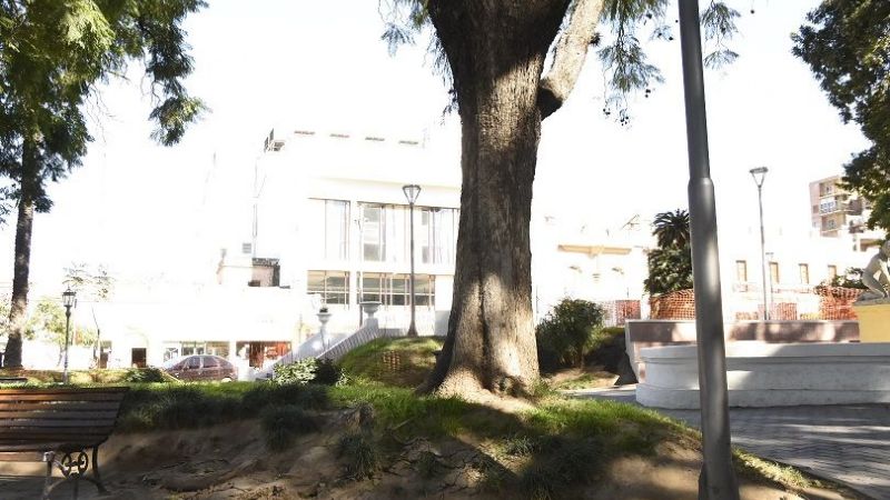 Realizan mantenimiento a un gran árbol de la plaza 25 de Mayo