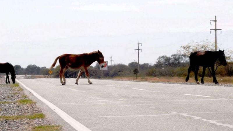 Secuestran animales sueltos en la Circunvalación